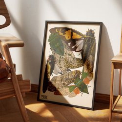 Cikader - Insektplakat 2