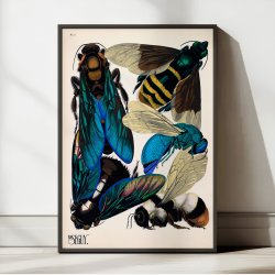 Hvepse - Insektplakat 5