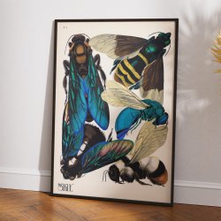 Hvepse - Insektplakat 5