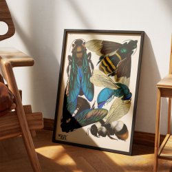 Hvepse - Insektplakat 5