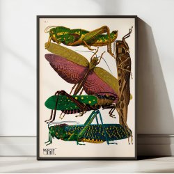 Grshopper - Insektplakat 7