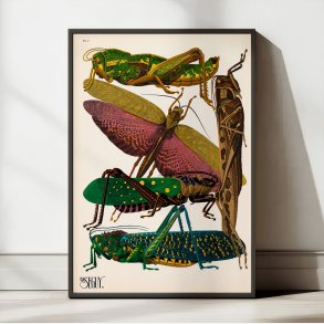 Grshopper - Insektplakat 7