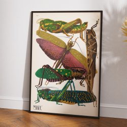Grshopper - Insektplakat 7