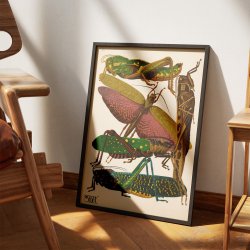 Grshopper - Insektplakat 7