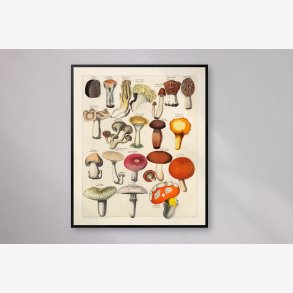 Spiselige svampe 1846 - Botanisk tavle