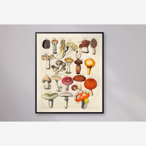 Spiselige svampe 1846 - Botanisk tavle