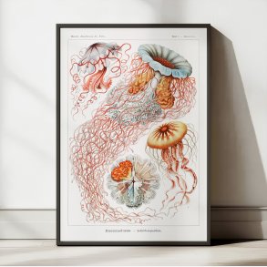 Skivegopler (Discomedusae) 1904 - Naturillustration