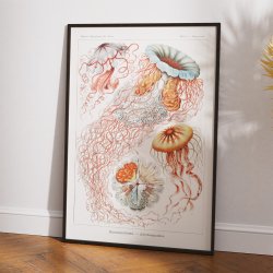 Skivegopler (Discomedusae) 1904 - Naturillustration