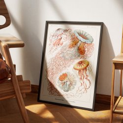 Skivegopler (Discomedusae) 1904 - Naturillustration