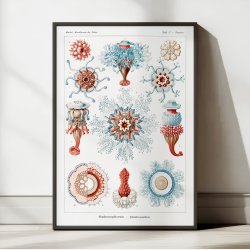 Storgopler (Siphonophorae) 1904 - Naturillustration