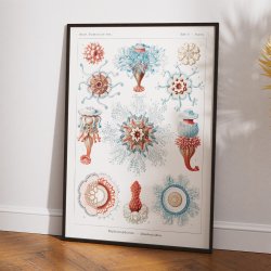 Storgopler (Siphonophorae) 1904 - Naturillustration