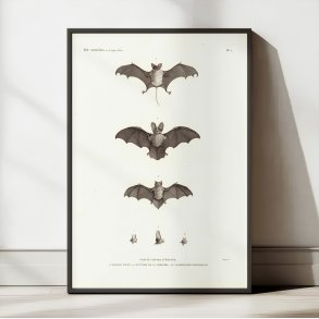 Egyptian Bats 1826 - Zoologisk planche