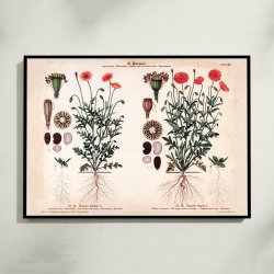 XXXVIII. G�rdevalmue og kornvalmue 1913 - Botanisk anskuelsesbillede