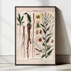 XLIII. Takkeklap 1913 - Botanisk anskuelsesbillede