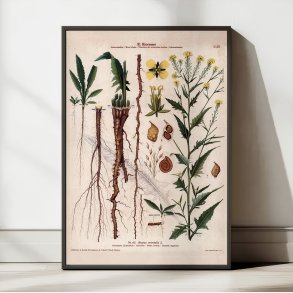 XLIII. Takkeklap 1913 - Botanisk anskuelsesbillede