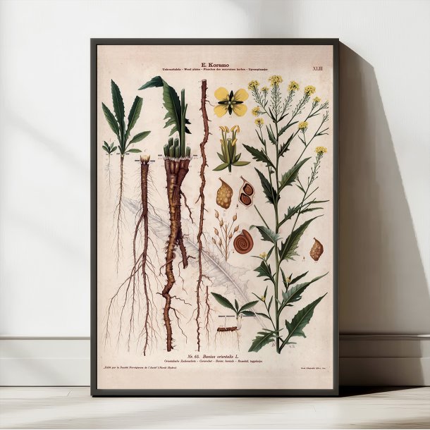 XLIII. Takkeklap 1913 - Botanisk anskuelsesbillede