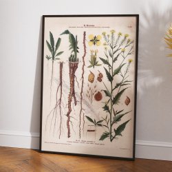 XLIII. Takkeklap 1913 - Botanisk anskuelsesbillede