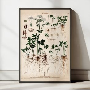 XXIII. Skvalderk�l 1913 - Botanisk anskuelsesbillede