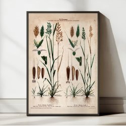 XL. Almindelig hejre og hejregr�s 1913 - Botanisk anskuelsesbillede