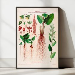 LXXVIII. Butbladet skr�ppe 1913 - Botanisk anskuelsesbillede