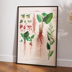 LXXVIII. Butbladet skr�ppe 1913 - Botanisk anskuelsesbillede