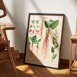 LXXVIII. Butbladet skr�ppe 1913 - Botanisk anskuelsesbillede