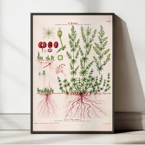 LXXXIV. Hvid snerre 1913 - Botanisk anskuelsesbillede