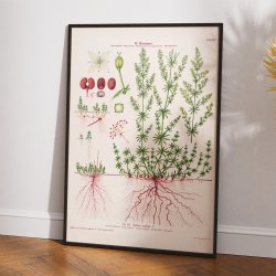 LXXXIV. Hvid snerre 1913 - Botanisk anskuelsesbillede