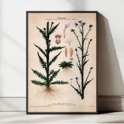 XLI. K�rbladhoved 1913 - Botanisk anskuelsesbillede