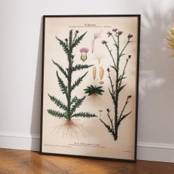 XLI. K�rbladhoved 1913 - Botanisk anskuelsesbillede