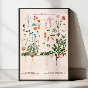 LXXV. Bl�munke og bl�hat 1913 - Botanisk anskuelsesbillede