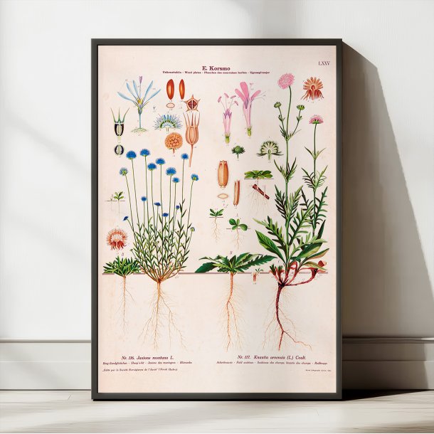 LXXV. Bl�munke og bl�hat 1913 - Botanisk anskuelsesbillede