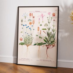 LXXV. Bl�munke og bl�hat 1913 - Botanisk anskuelsesbillede