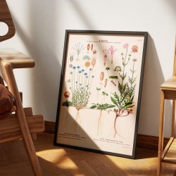 LXXV. Bl�munke og bl�hat 1913 - Botanisk anskuelsesbillede