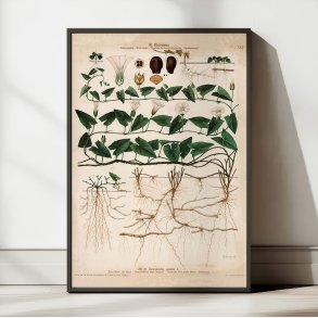 XXV. Stor snerle 1913 - Botanisk anskuelsesbillede