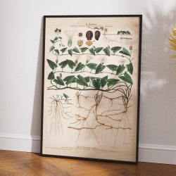 XXV. Stor snerle 1913 - Botanisk anskuelsesbillede