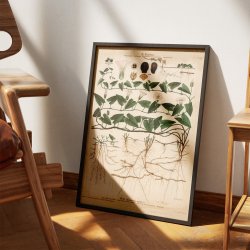 XXV. Stor snerle 1913 - Botanisk anskuelsesbillede