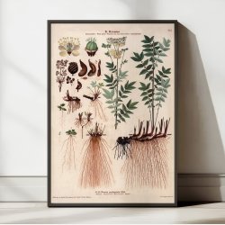 XXI. Mj�durt 1913 - Botanisk anskuelsesbillede