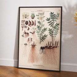 XXI. Mj�durt 1913 - Botanisk anskuelsesbillede