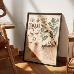 XXI. Mj�durt 1913 - Botanisk anskuelsesbillede