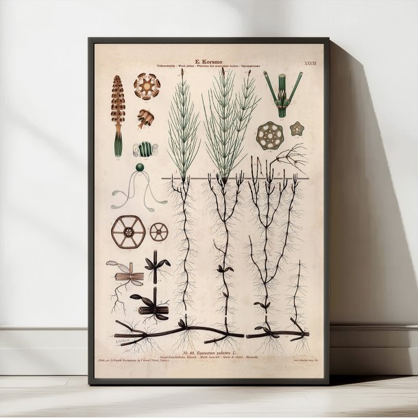 XXVIII. K�rpadderokke 1913 - Botanisk anskuelsesbillede