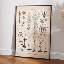 XXVIII. K�rpadderokke 1913 - Botanisk anskuelsesbillede