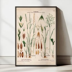 LXVI. Giftig rajgr�s og flyvehavre 1913 - Botanisk anskuelsesbillede