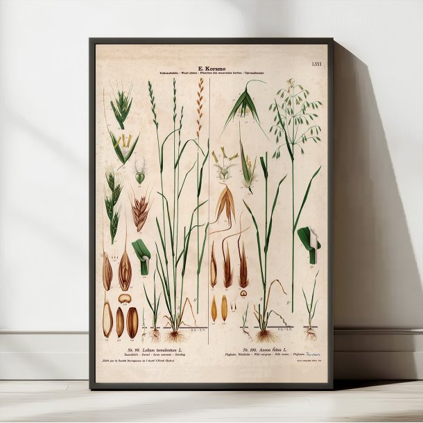 LXVI. Giftig rajgr�s og flyvehavre 1913 - Botanisk anskuelsesbillede