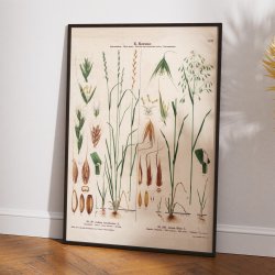 LXVI. Giftig rajgr�s og flyvehavre 1913 - Botanisk anskuelsesbillede