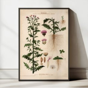 X. Kruset tidsel 1913 - Botanisk anskuelsesbillede