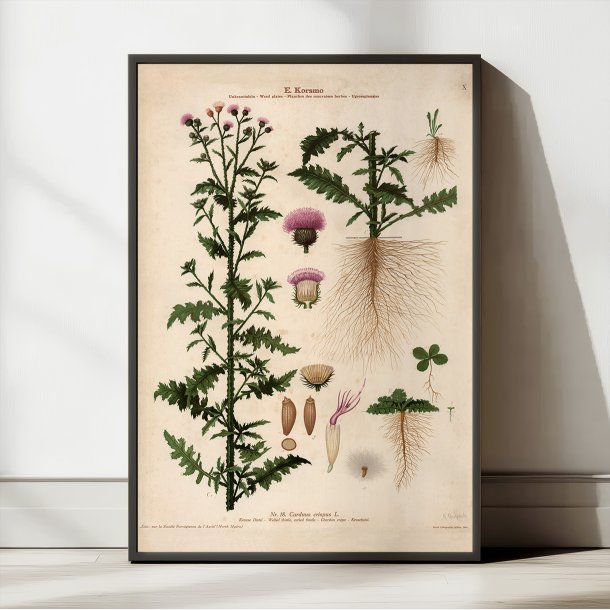 X. Kruset tidsel 1913 - Botanisk anskuelsesbillede