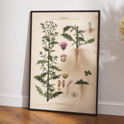 X. Kruset tidsel 1913 - Botanisk anskuelsesbillede