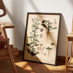 X. Kruset tidsel 1913 - Botanisk anskuelsesbillede