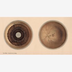 �jet - Frohses anatomiske tavler 1900